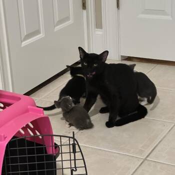 Mikey Jr. (green) -  Domestic Short Hair Cat for Adoption in Winston-salem, North Carolina - Mikey Jr. (green) | PetCurious