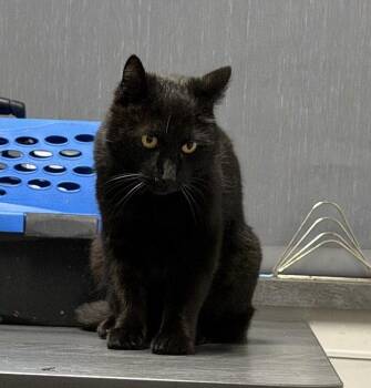 Domestic Short Hair Cats Available for Adoption in St. Peters, Missouri - Luna | PetCurious