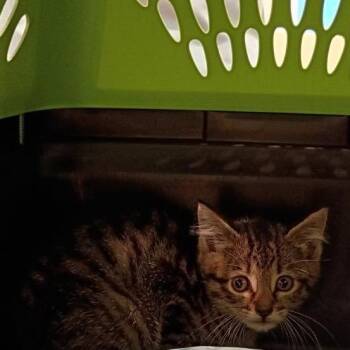 Paula Abdul -  Domestic Short Hair Cat for Adoption in Lynchburg, Virginia - Paula Abdul | PetCurious