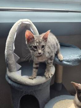 Titan -  Domestic Short Hair Cat for Adoption - Titan | PetCurious