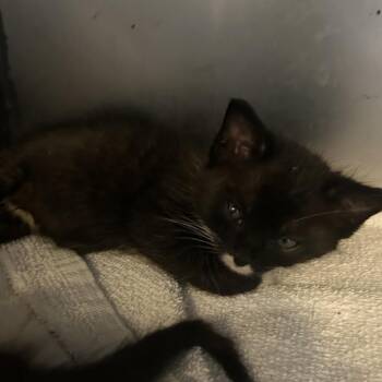 MARLIN -  Domestic Short Hair Cat for Adoption in Richmond, California - MARLIN | PetCurious