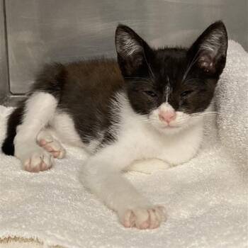 Peep -  Domestic Short Hair Cat for Adoption in Hawthorne, California - Peep | PetCurious