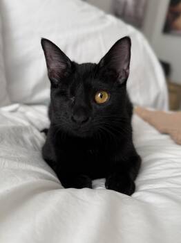 Rescue Domestic Short Hair Cats for Adoption in Mount Pleasant, South Carolina - Jenna Ortega | PetCurious