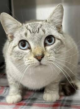 Siamese Cats Available for Adoption - Zephyr  | PetCurious