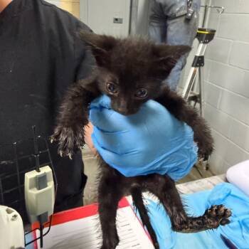 Baby Push Pop -  Domestic Short Hair Cat for Adoption in Summerville, South Carolina - Baby Push Pop | PetCurious