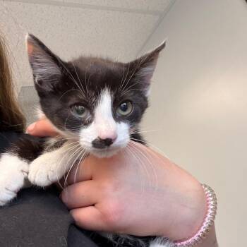 Roll -  Domestic Short Hair Cat for Adoption in Watertown, New York - Roll | PetCurious