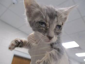 PRESLEY -  Domestic Short Hair Cat for Adoption in Ocala, Florida - PRESLEY | PetCurious