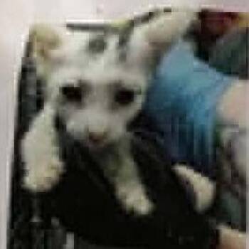 Thor -  Domestic Short Hair Cat for Adoption in Bentonville, Arkansas - Thor | PetCurious