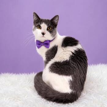 Nurse -  Domestic Short Hair Cat for Adoption in Binghamton, New York - Nurse | PetCurious