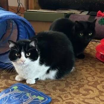 Cleo and Indie - BONDED PAIR -  Domestic Medium Hair Cat for Adoption in Springfield, Oregon - Cleo And Indie - BONDED PAIR | PetCurious