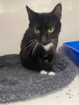 Domestic Short Hair Cats Available for Adoption in Corpus Christi, Texas - Apple | PetCurious