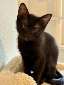Bean Burrito -  Domestic Short Hair Cat for Adoption in Dallas, Texas - Bean Burrito | PetCurious