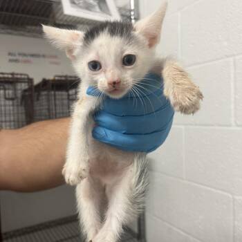 Chippy Dippy -  Domestic Short Hair Cat for Adoption in Edinburg, Texas - Chippy Dippy | PetCurious