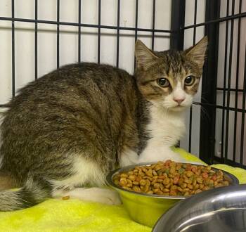 Rescue Domestic Short Hair Cats for Adoption in Lockhart, Texas - Ethan | PetCurious