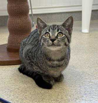 Tiggy -  Domestic Short Hair Cat for Adoption in Westbrook, Connecticut - Tiggy | PetCurious