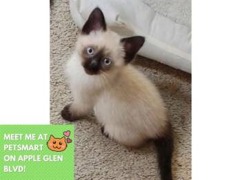 MIYA -  Siamese and Domestic Short Hair Cat for Adoption in Fort Wayne, Indiana - MIYA | PetCurious