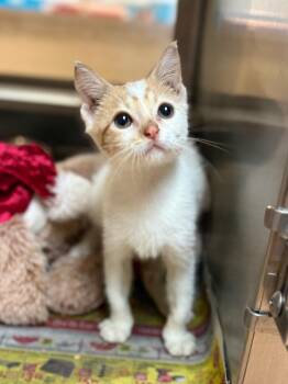 Elindo -  Domestic Short Hair Cat for Adoption in Nacogdoches, Texas - Elindo | PetCurious