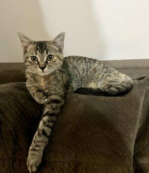 Rescue American Shorthair Cats for Adoption in Murfreesboro, Tennessee - Reilly | PetCurious