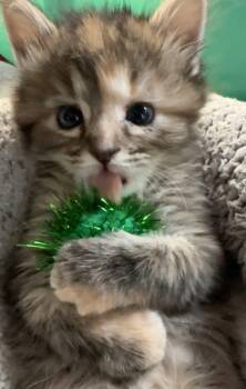 Maya Lou -  Domestic Medium Hair Cat for Adoption in Grand Prairie, Texas - Maya Lou | PetCurious