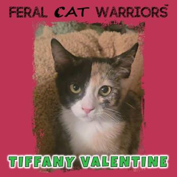 Tiffany Valentine -  Domestic Short Hair Cat for Adoption in Kingman, Arizona - Tiffany Valentine | PetCurious