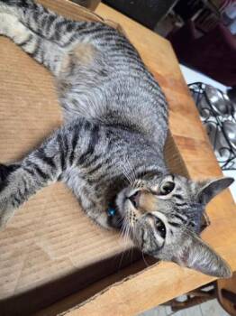 Rescue Domestic Short Hair Cats for Adoption in Liverpool, Texas - Buddy | PetCurious