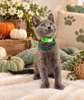 Brett -  Russian Blue and Domestic Short Hair Cat for Adoption in Tavares, Florida - Brett | PetCurious