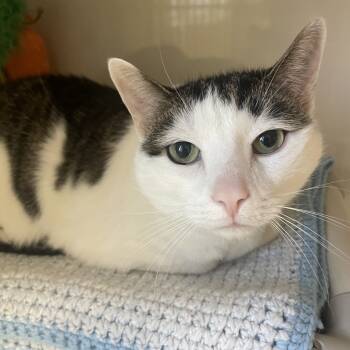 Rescue Domestic Short Hair Cats for Adoption in Warren, Pennsylvania - Oliver | PetCurious