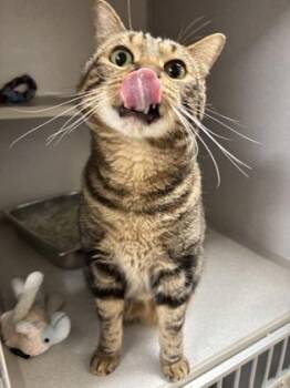 Zimba - Office Cat -  Domestic Short Hair Cat for Adoption in East Brookfield, Massachusetts - Zimba - Office Cat | PetCurious