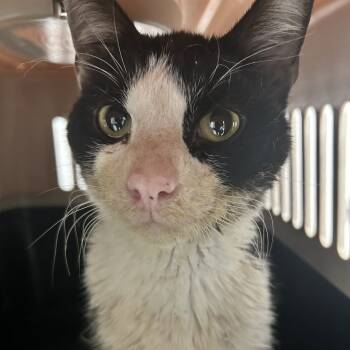 Rescue Domestic Short Hair Cats for Adoption in Philadelphia, Pennsylvania - Apollo Jeans | PetCurious