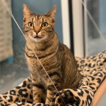 Rescue Domestic Short Hair Cats for Adoption in South Bend, Indiana - Daphne | PetCurious