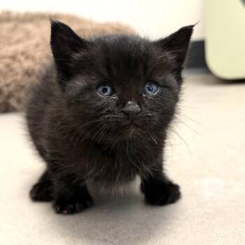 Kenny -  Domestic Long Hair Cat for Adoption in Cody, Wyoming - Kenny | PetCurious