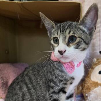 Remedy -  Domestic Short Hair Cat for Adoption in Wiggins, Mississippi - Remedy | PetCurious