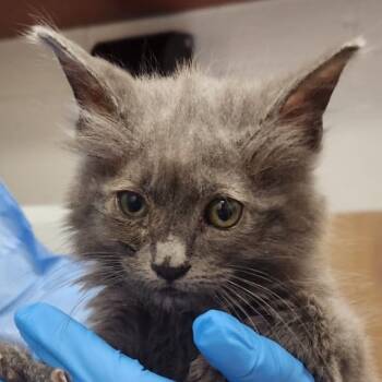 Rescue Domestic Short Hair Cats for Adoption in Kanab, Utah - Jojo | PetCurious