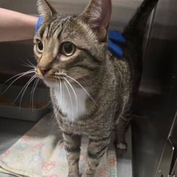 Domestic Short Hair Cats Available for Adoption in Spokane, Washington - Greyson | PetCurious