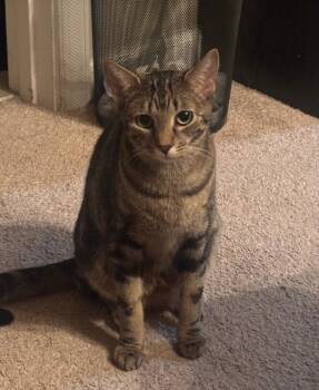 Rescue Domestic Short Hair Cats for Adoption in Philadelphia, Pennsylvania - Peaches | PetCurious