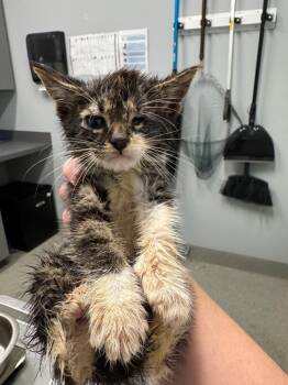 Peace -  Domestic Short Hair Cat for Adoption in Bloomington, Indiana - Peace | PetCurious