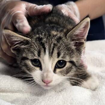 Destini -  Domestic Short Hair Cat for Adoption in Newark, New Jersey - Destini | PetCurious
