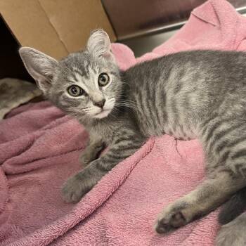 Adaline -  Domestic Short Hair Cat for Adoption in Oneonta, New York - Adaline | PetCurious
