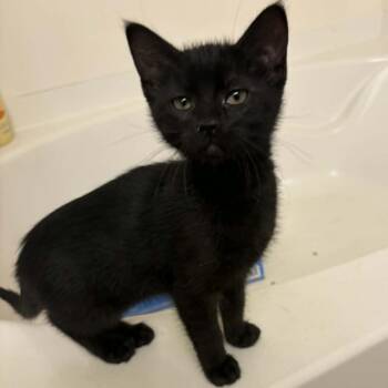 Hunny Hansen -  Domestic Short Hair Cat for Adoption in Eagle Mountain, Utah - Hunny Hansen | PetCurious