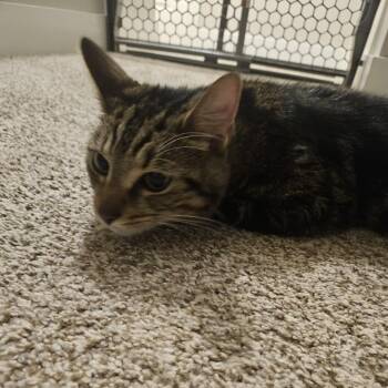 Hagrid -  Domestic Short Hair Cat for Adoption in Granville, Ohio - Hagrid | PetCurious