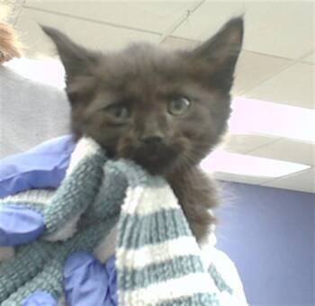 BIBBLE -  Domestic Medium Hair and Domestic Short Hair Cat for Adoption in Omaha, Nebraska - BIBBLE | PetCurious