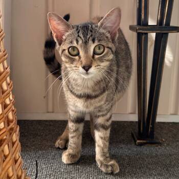 Rescue Domestic Short Hair Cats for Adoption in Mount Vernon, Indiana - Tiger | PetCurious