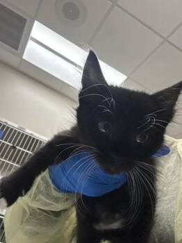 SOY SAUCE -  Domestic Medium Hair Cat for Adoption in Las Vegas, Nevada - SOY SAUCE | PetCurious