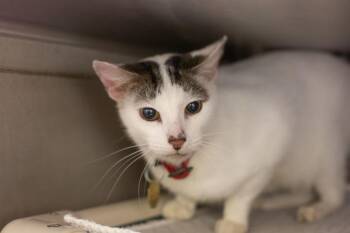 Archie -  Domestic Short Hair Cat for Adoption in Mountain Home, Arkansas - Archie | PetCurious