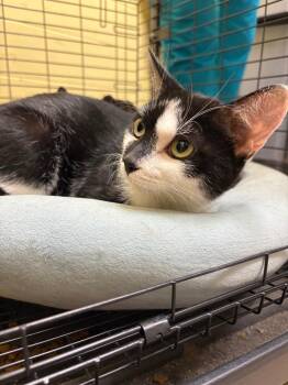 RUBY -  Domestic Short Hair Cat for Adoption in Crossville, Tennessee - RUBY | PetCurious