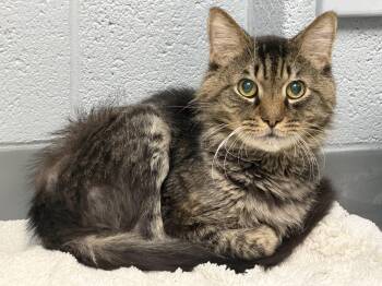 Julius -  Domestic Short Hair Cat for Adoption in Pottsville, Pennsylvania - Julius | PetCurious