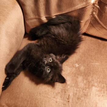 Sam -  Domestic Short Hair Cat Available for Adoption in Prescott, Arizona - Sam | PetCurious