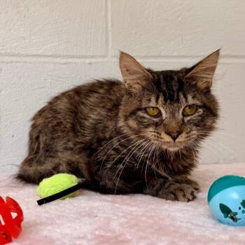 Domestic Short Hair Cats Available for Adoption in Evensville, Tennessee - Titus | PetCurious