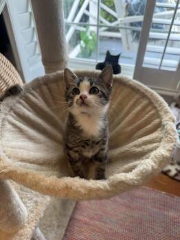Punch -  Domestic Short Hair Cat for Adoption in Emerald Isle, North Carolina - Punch | PetCurious