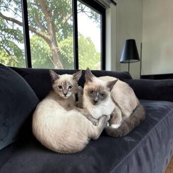 Capella & Vega -  Domestic Short Hair Cat for Adoption in Fort Worth, Texas - Capella & Vega | PetCurious